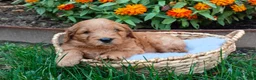 Goldendoodle dogs for sale: Rocky - Ad 5
