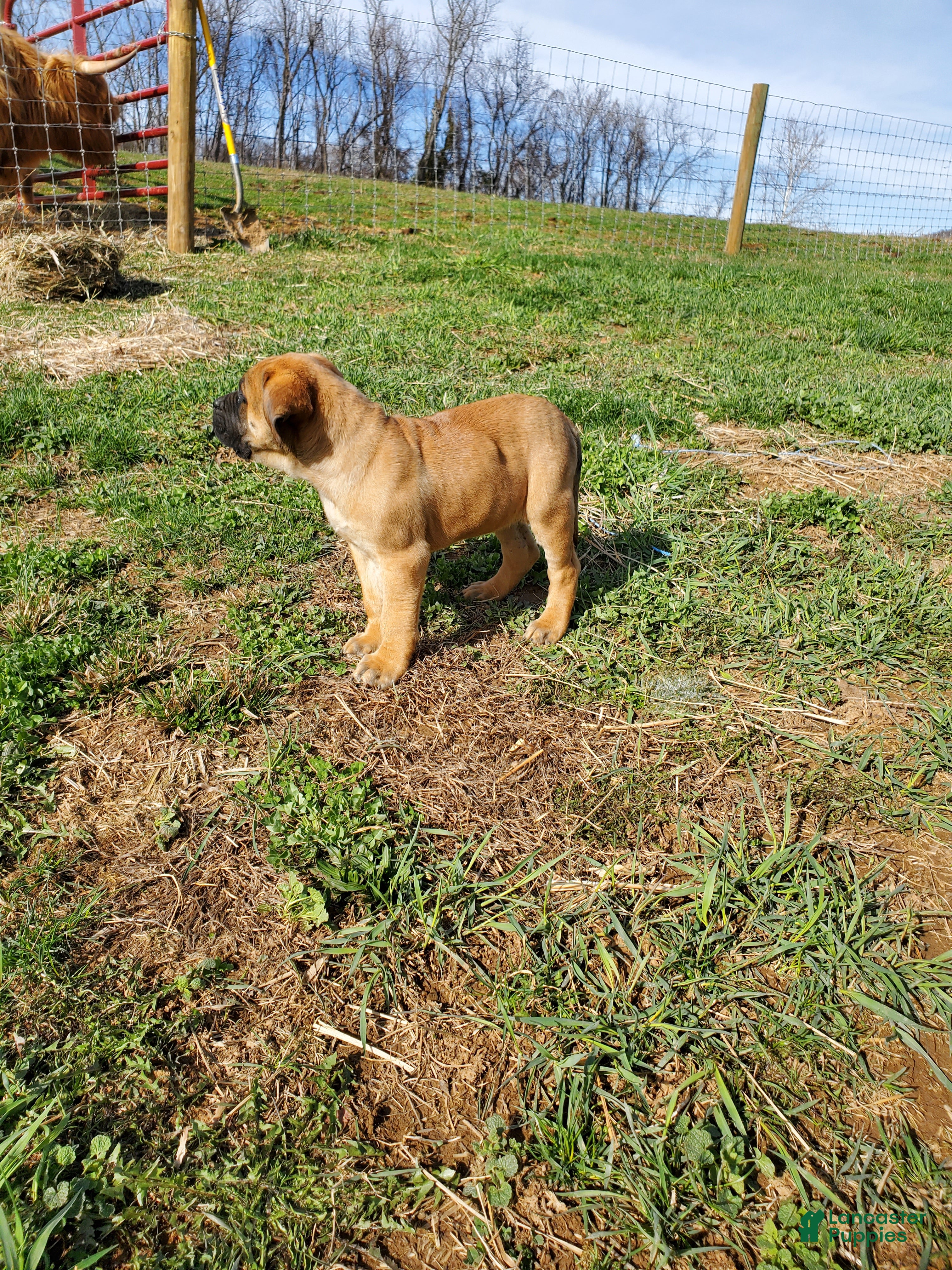 English Mastiff dogs Finn - Ad 2