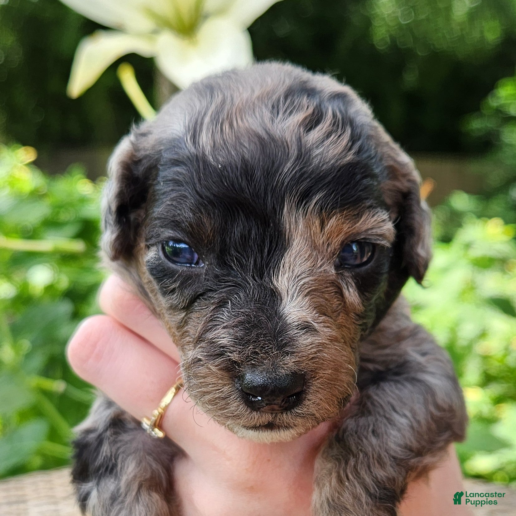 Mini Aussiedoodle dogs Pixie - Female Blue Merle - Mini-Aussiedoodle - Ad 1