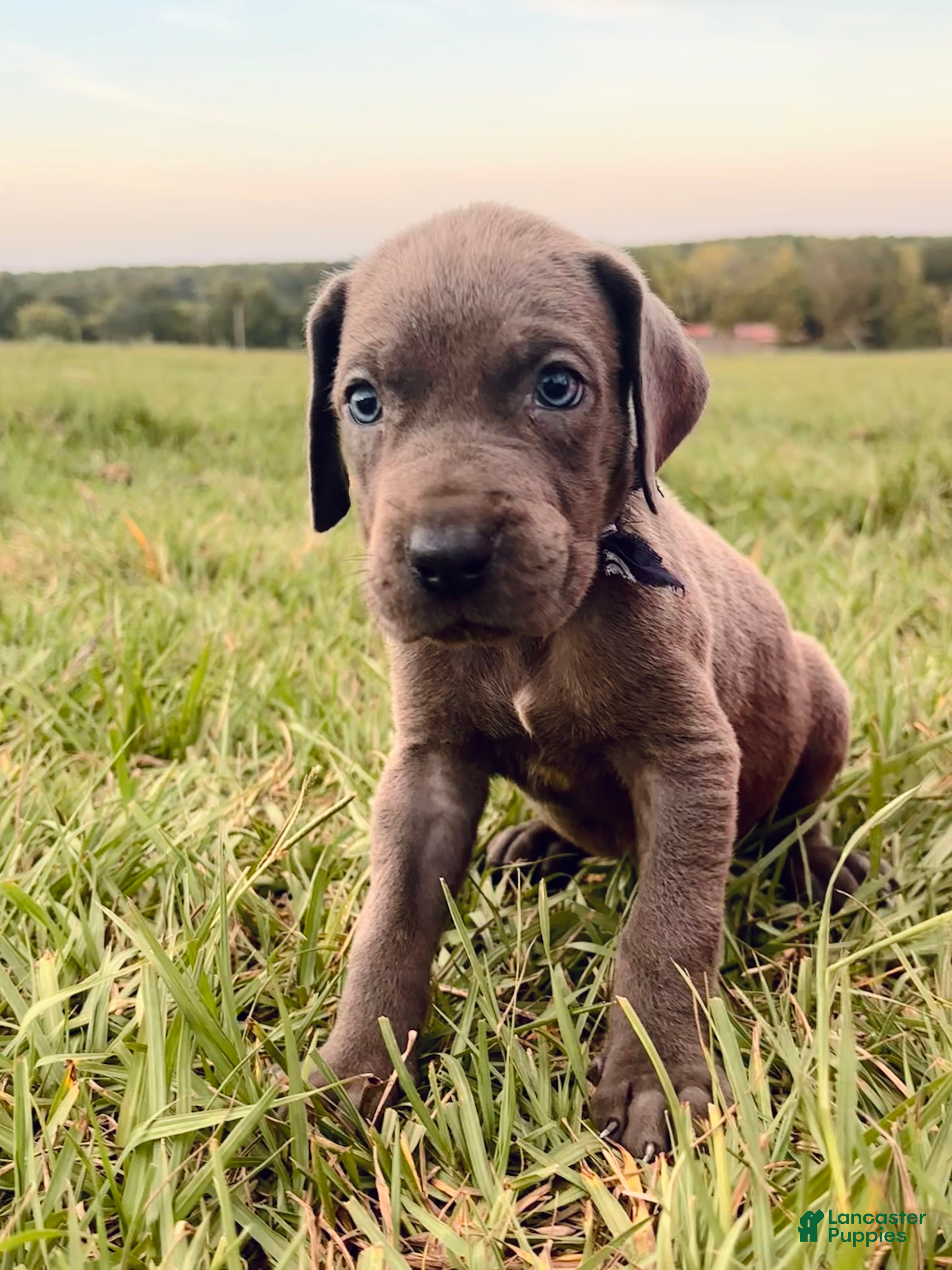 Great Dane dogs Euro Stetson  - Ad 1