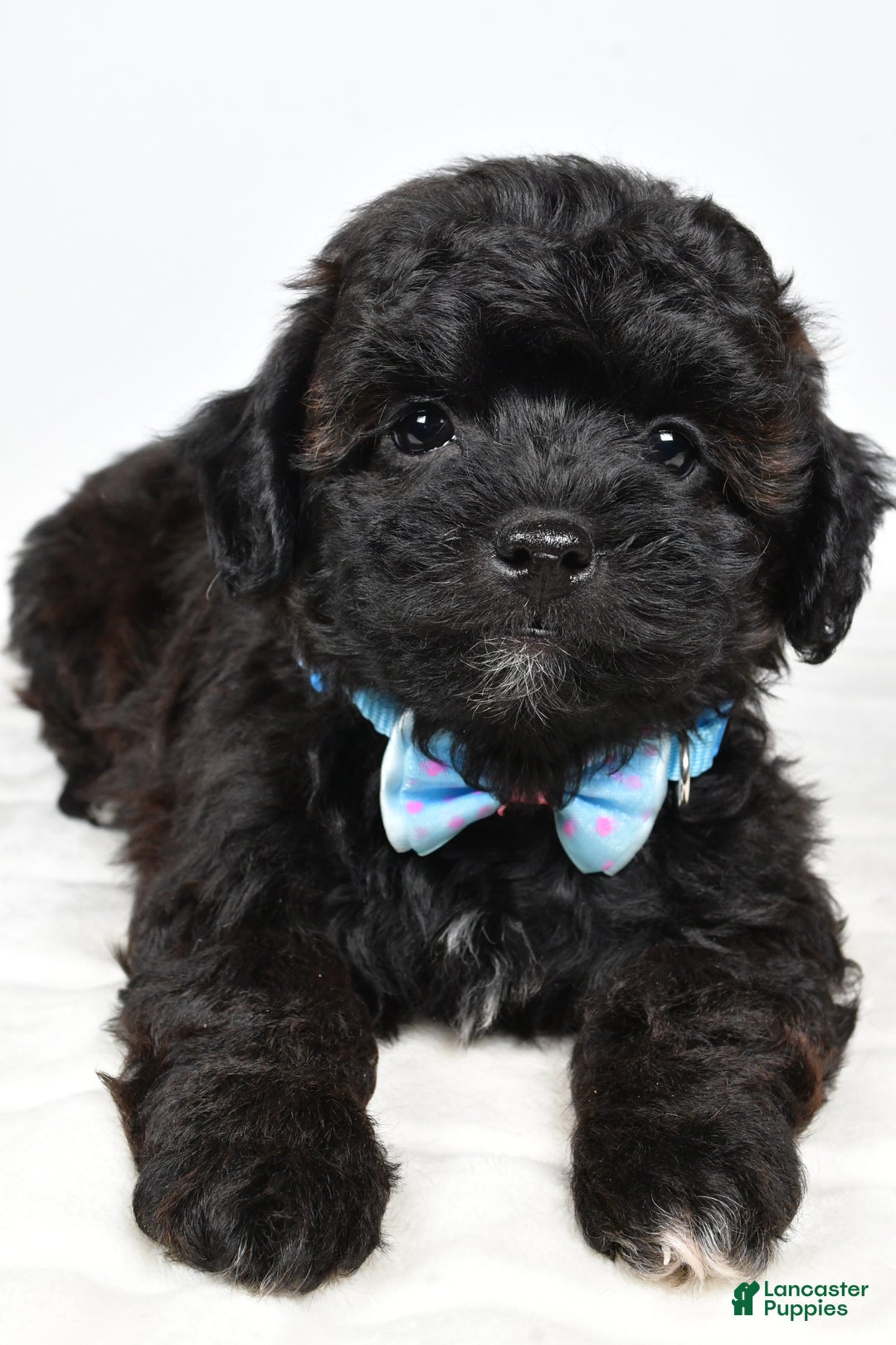 Shihpoo dogs for sale: Ian - Ad 5