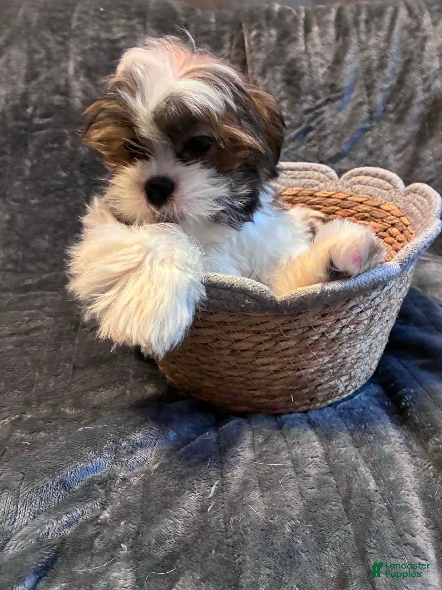 Shih Tzu dogs Nutmeg - Ad 1