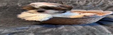 Nutmeg