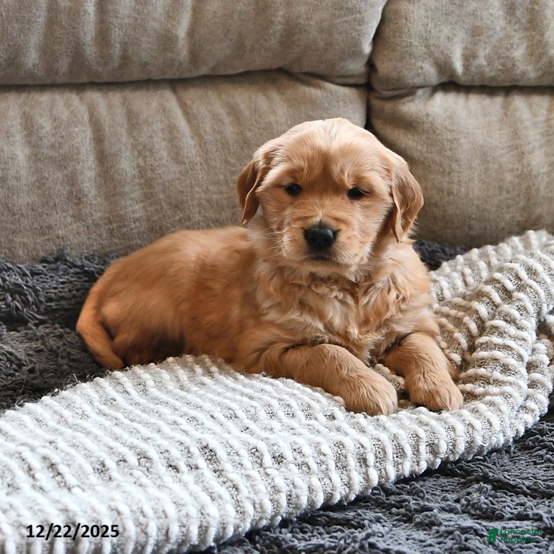 Golden Retriever dogs for sale: Sugar Kiss - Ad 1