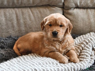 Golden Retriever dogs Sugar Kiss - Ad 17