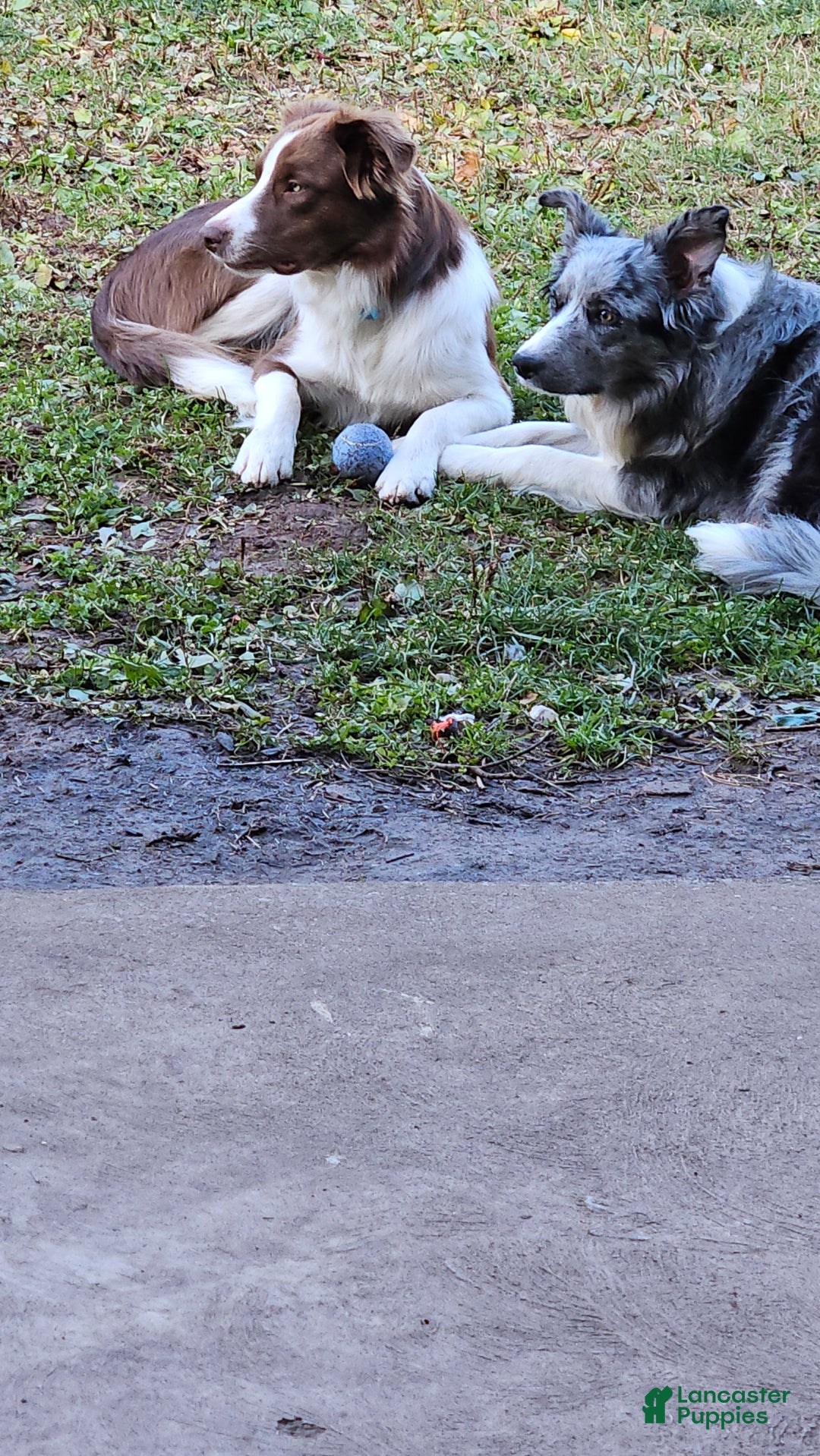 Border Collie dogs for sale: Border Collie Puppy 1 - Red - Ad 50