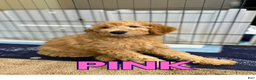 Goldendoodle dogs for sale: Pink Collar - Ad 1