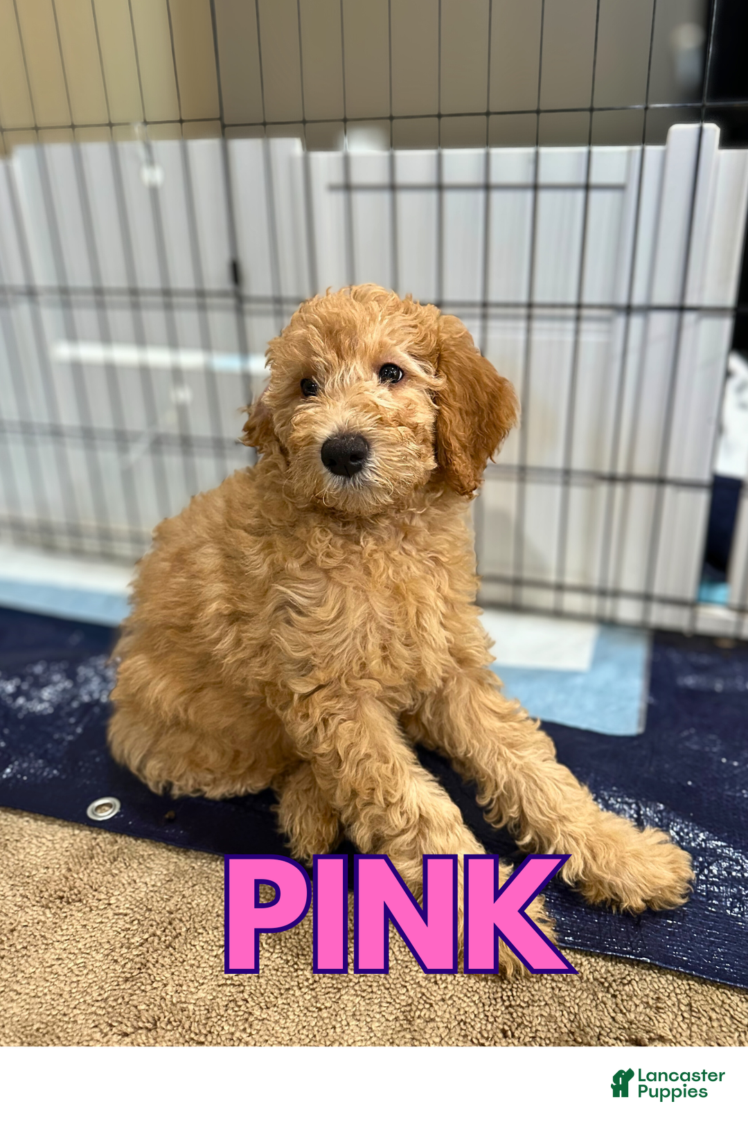 Goldendoodle dogs for sale: Pink Collar - Ad 1