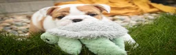 English Bulldog dogs for sale: Ottis English Bulldog Puppy  - Ad 4
