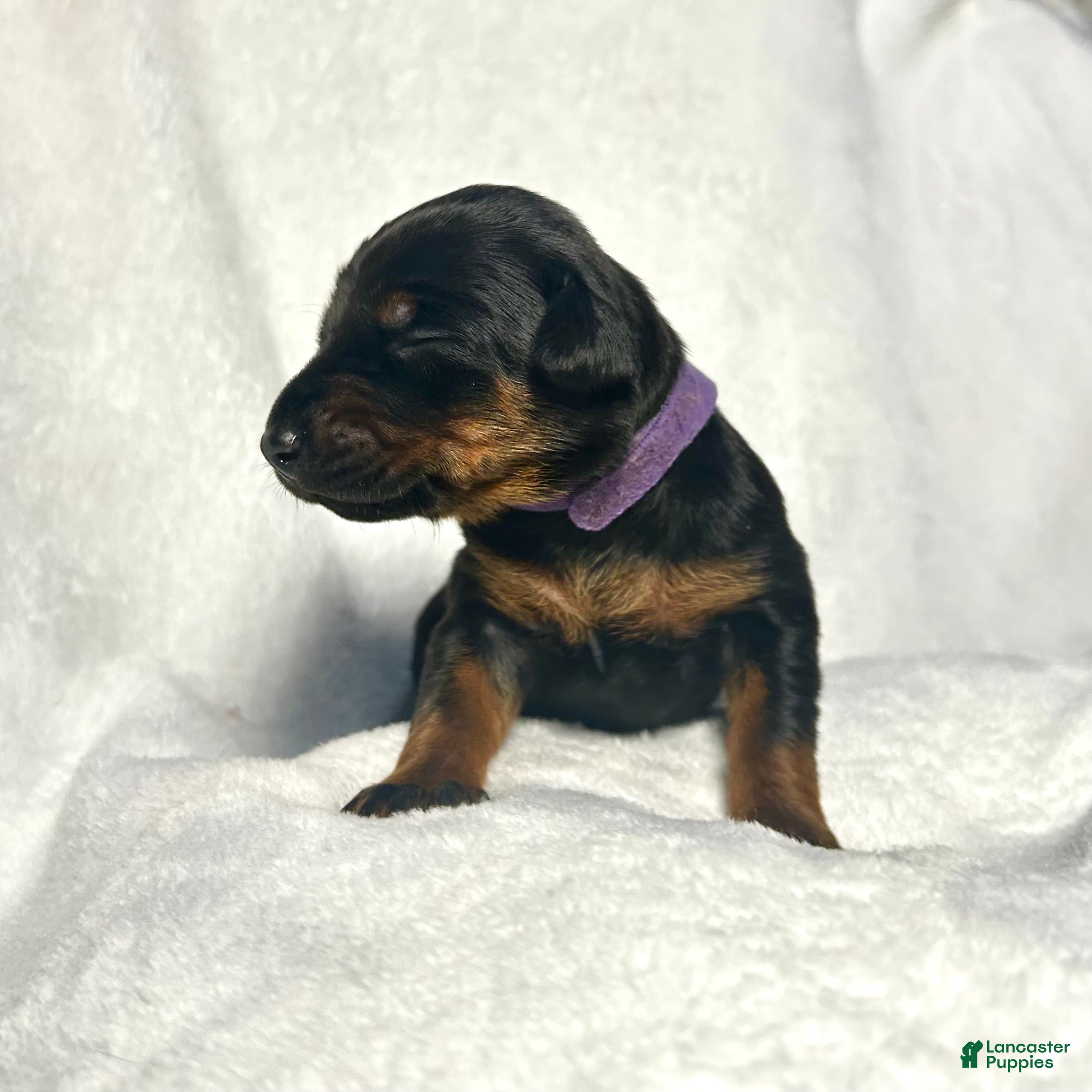 Doberman Pinscher dogs Doberman Pinscher Puppy 2 - Ad 34