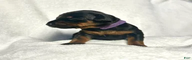Doberman Pinscher Puppy 2