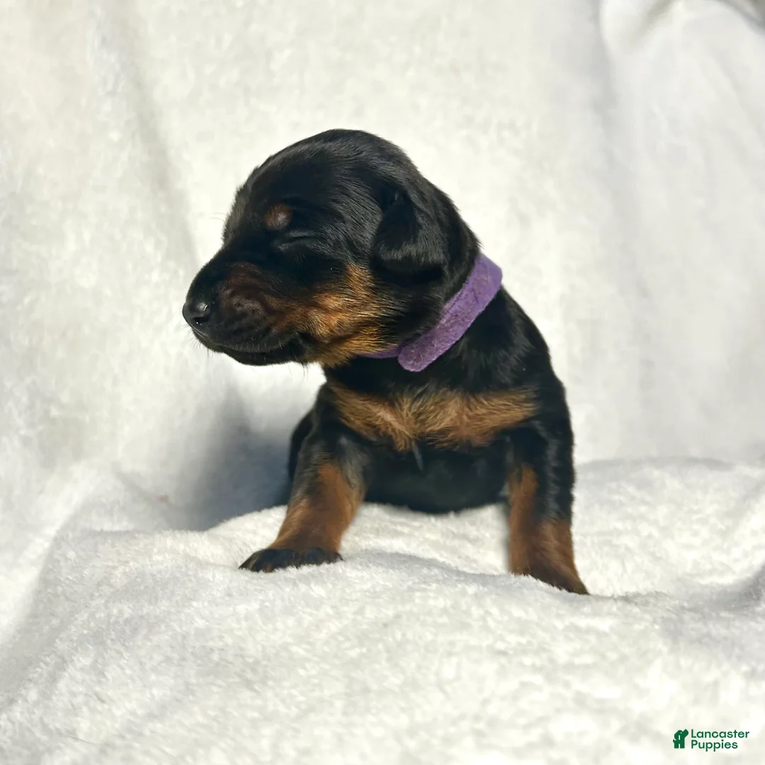 Doberman Pinscher dogs for sale: Doberman Pinscher Puppy 2 - Ad 1