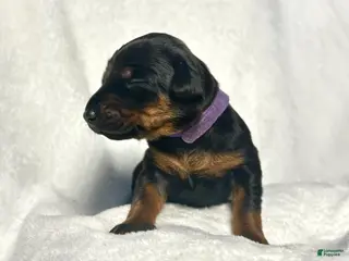 Doberman Pinscher dogs Doberman Pinscher Puppy 2 - Ad 34