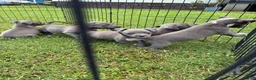 American Pit Bull Terrier dogs for sale: Donatello Versace  - Ad 7