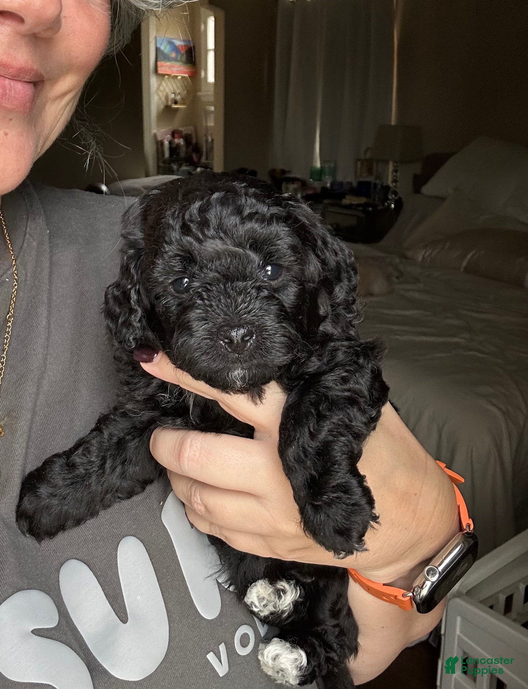 Bichpoo dogs Willy - Ad 1