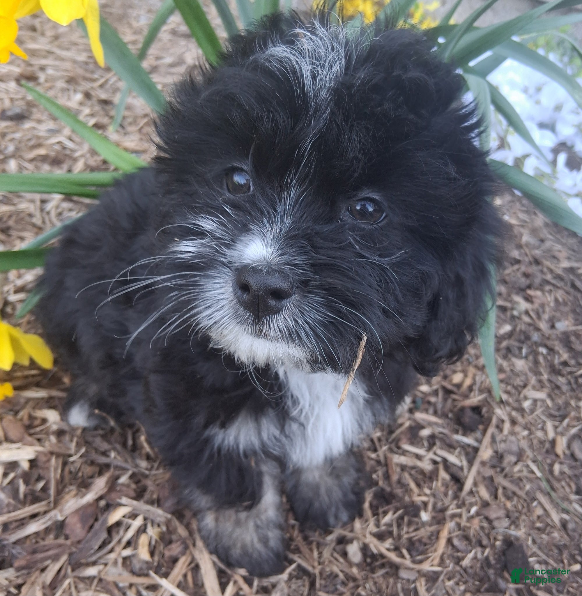 Lhasapoo dogs Tulip - Ad 1