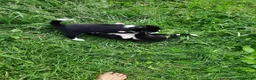 Mixed Breed dogs for sale: Mixed Breed 2 - Ad 5