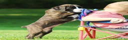 Boxer dogs for sale: Frisco  - Ad 5