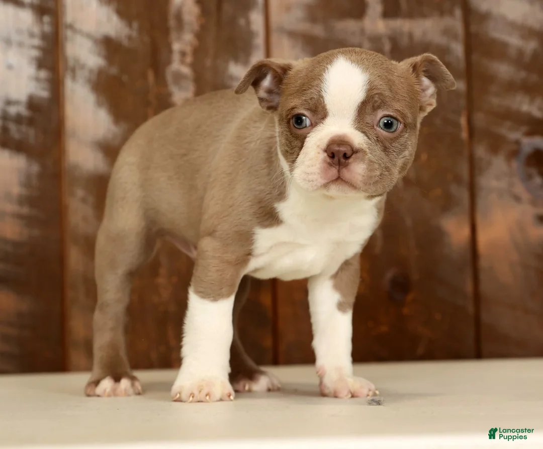 Boston Terrier dogs for sale: Ricky - Ad 3