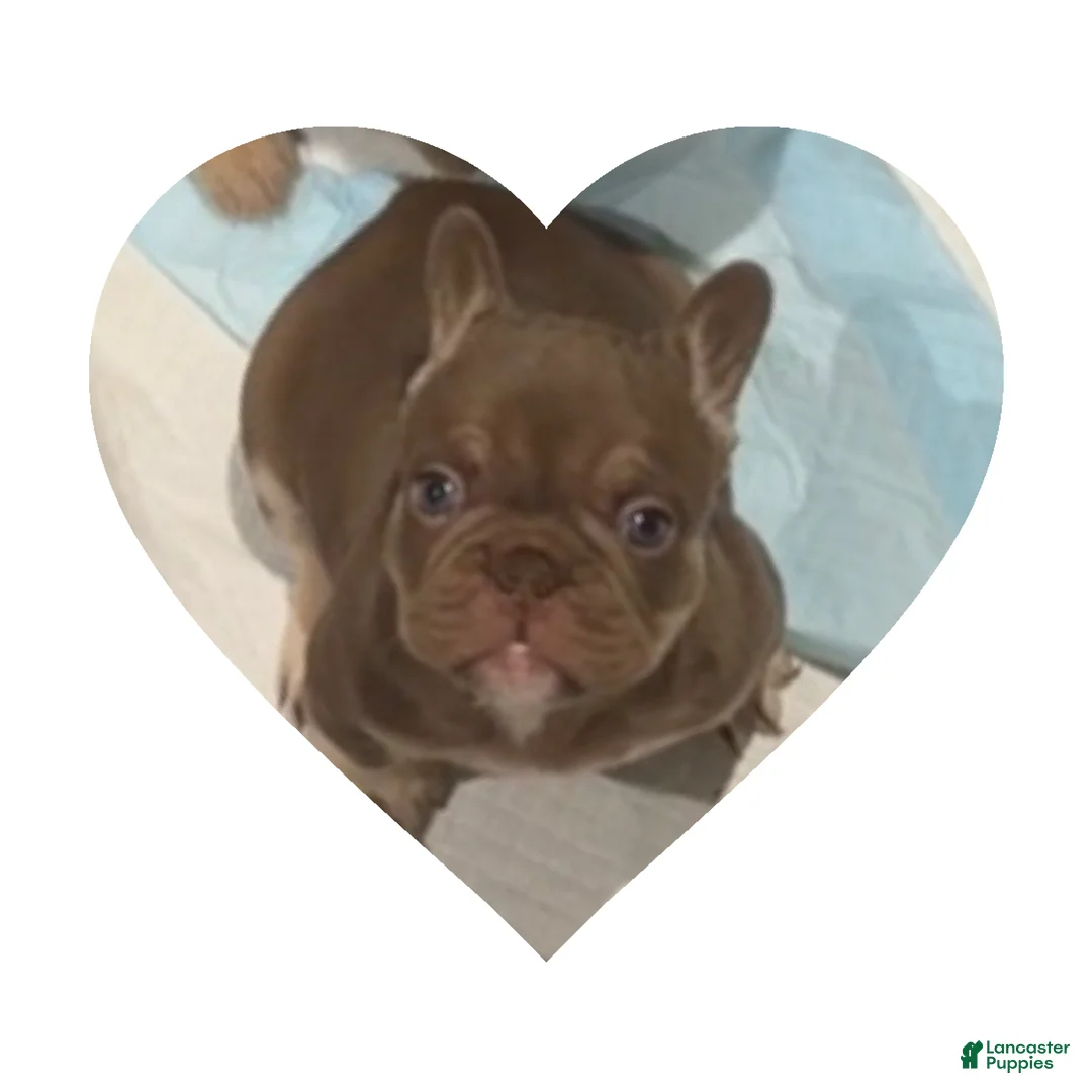 French Bulldog dogs for sale: Cappuccino - Ad 1