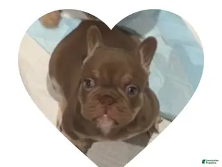 French Bulldog dogs for sale: Cappuccino - Ad 1