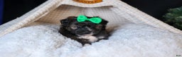 Mini Aussiedoodle dogs for sale: Gary - Ad 13