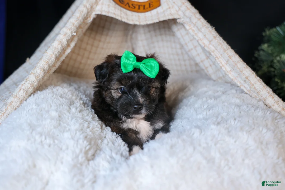 Mini Aussiedoodle dogs for sale: Gary - Ad 13