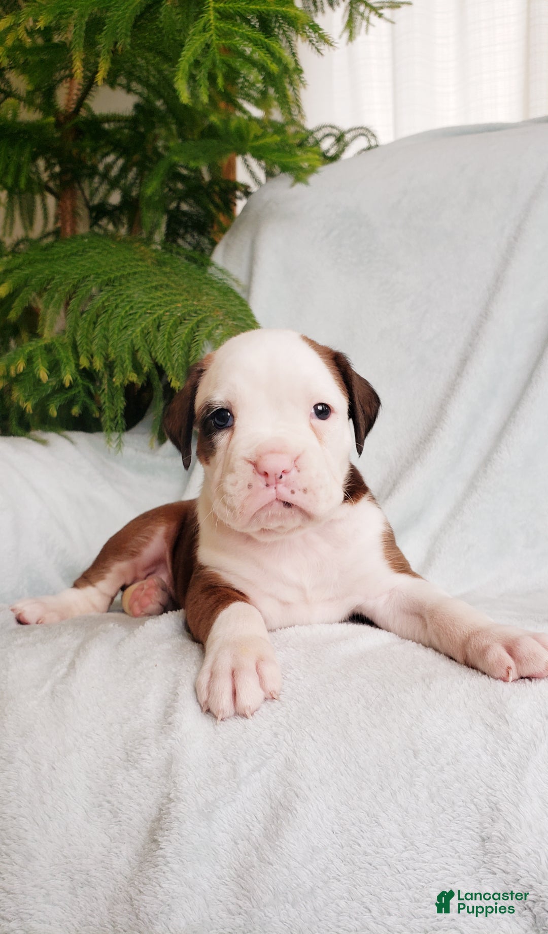 Boxer dogs for sale: Cinnamon - Ad 3