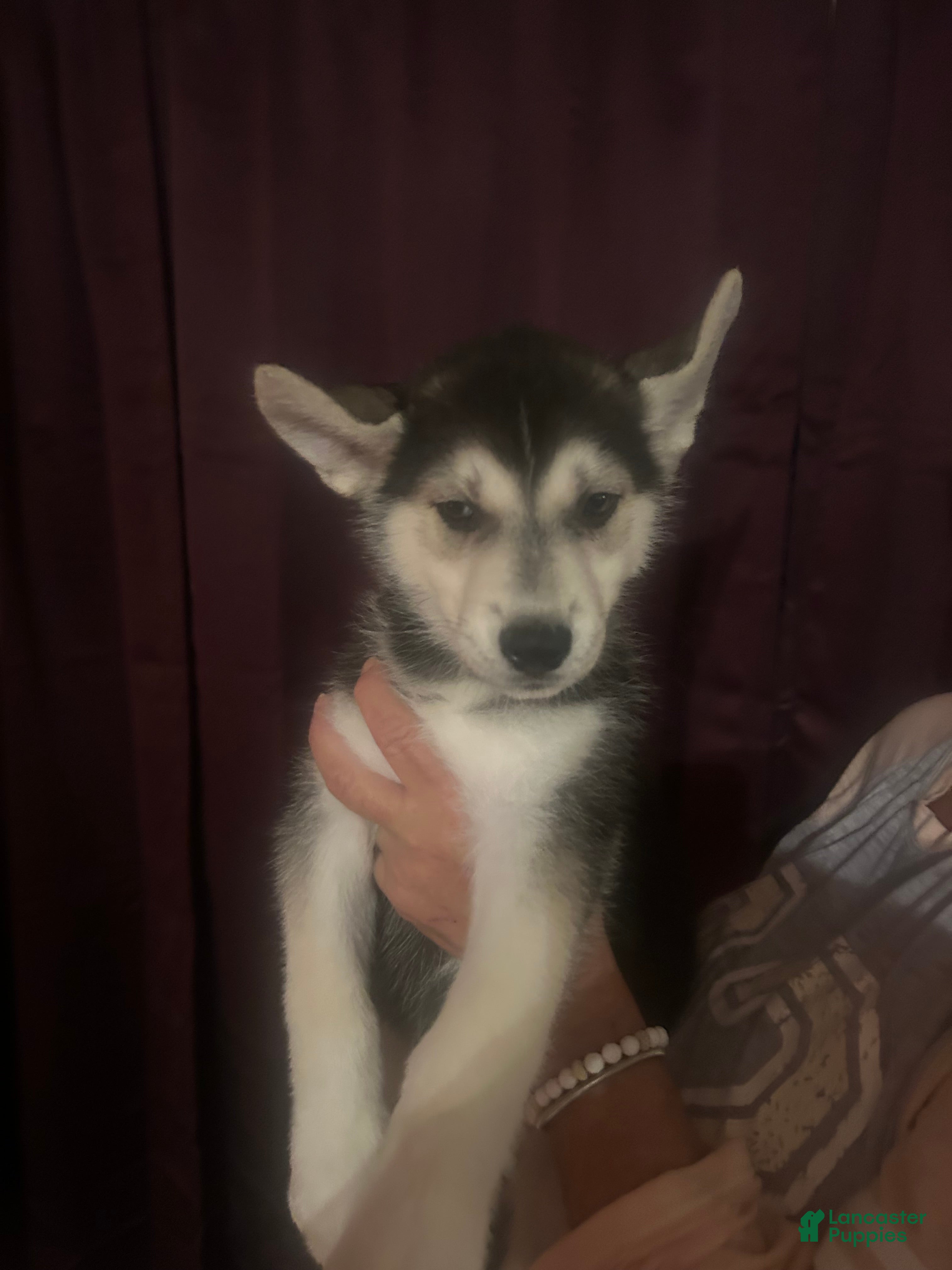 Gerberian Shepsky dogs Maverick Gerberian Shepsky Puppy 2 - Ad 20