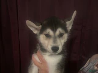 Gerberian Shepsky dogs Maverick Gerberian Shepsky Puppy 2 - Ad 20