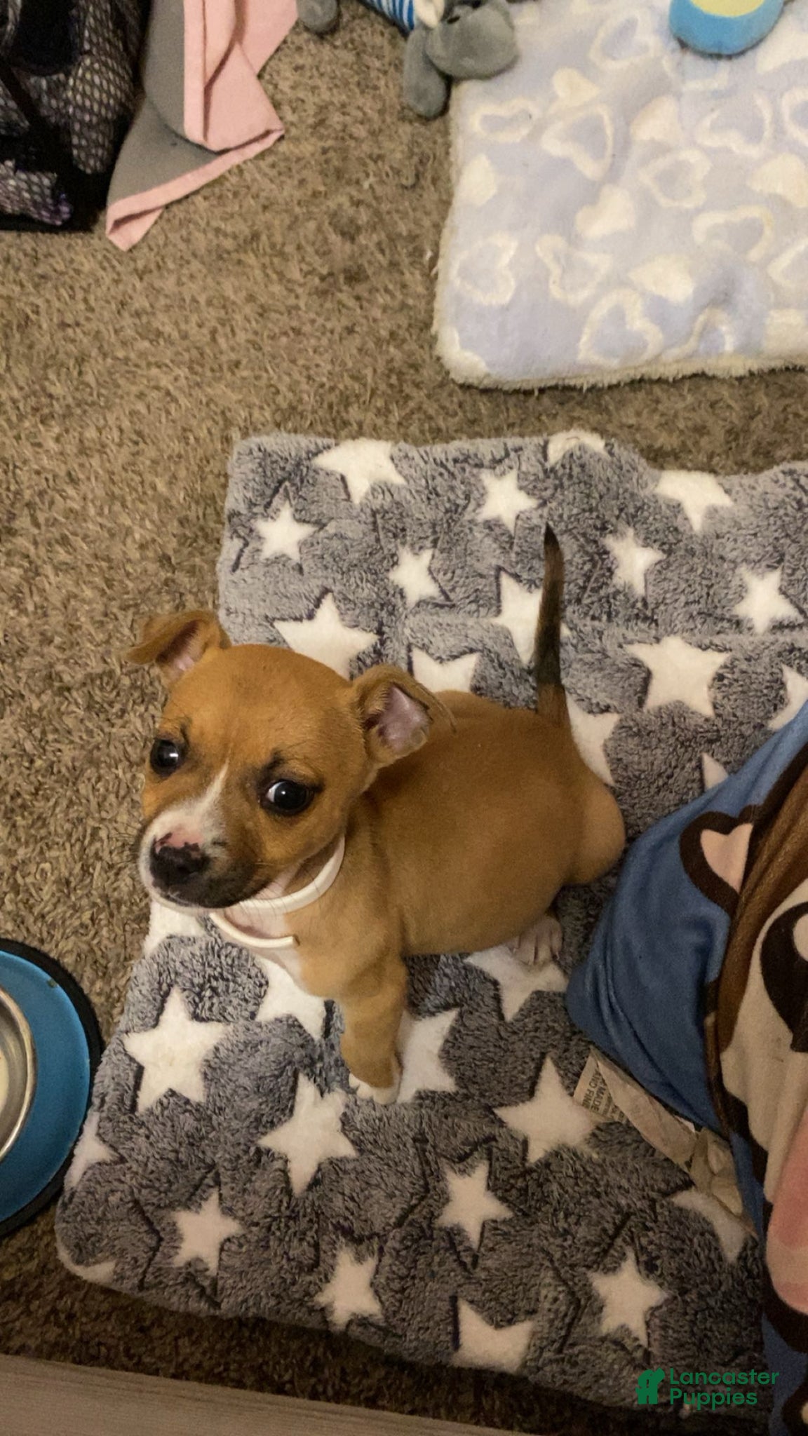 Mixed Breed dogs Mixed Breed Puppy 1 - Ad 3