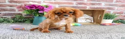 Cavalier King Charles Spaniel dogs for sale: Daphne - Ad 3