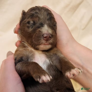 Mini Aussiedoodle dogs for sale: Misty Female Blue Merle - Ad 6