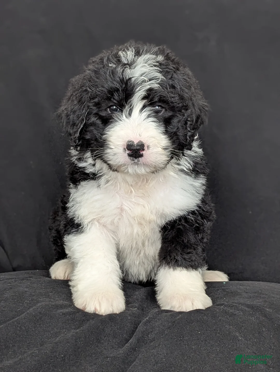 Bernedoodle dogs for sale: Brody  - Ad 1
