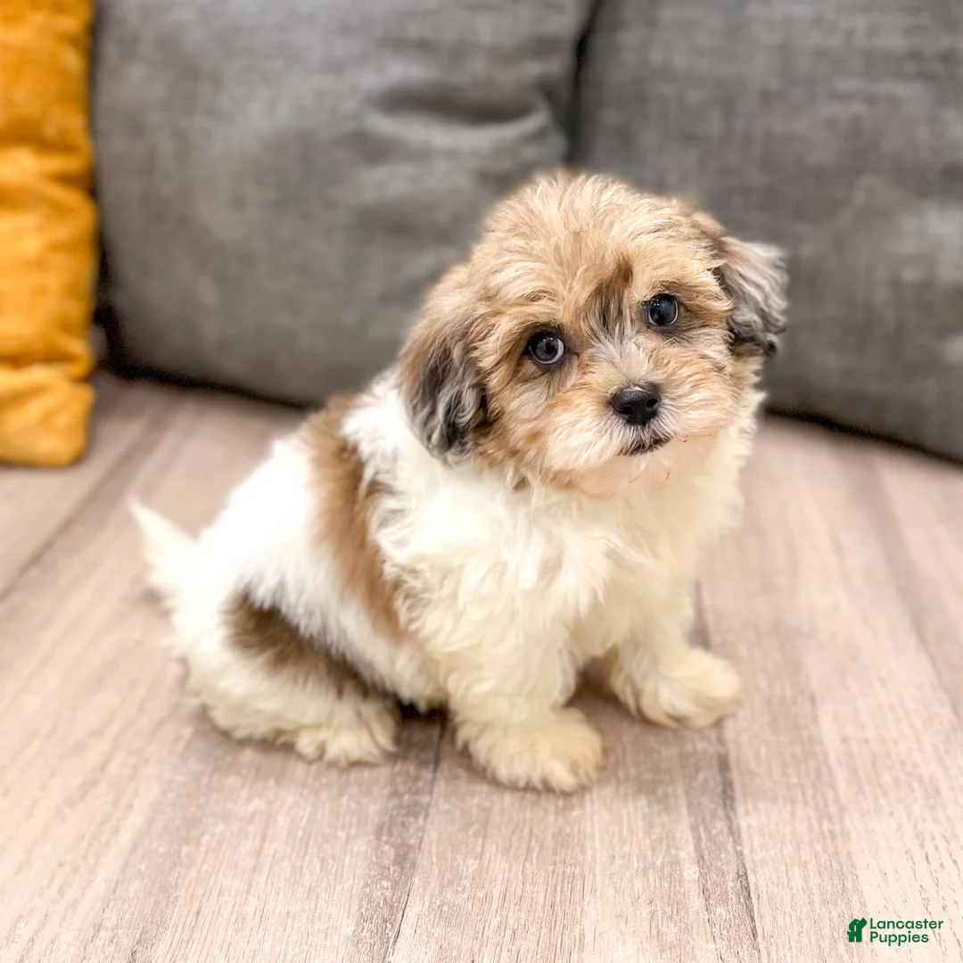 Havapoo dogs for sale: Jasmine - Ad 1