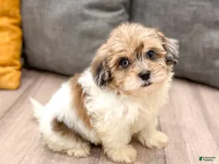 Havapoo dogs for sale: Jasmine - Ad 1