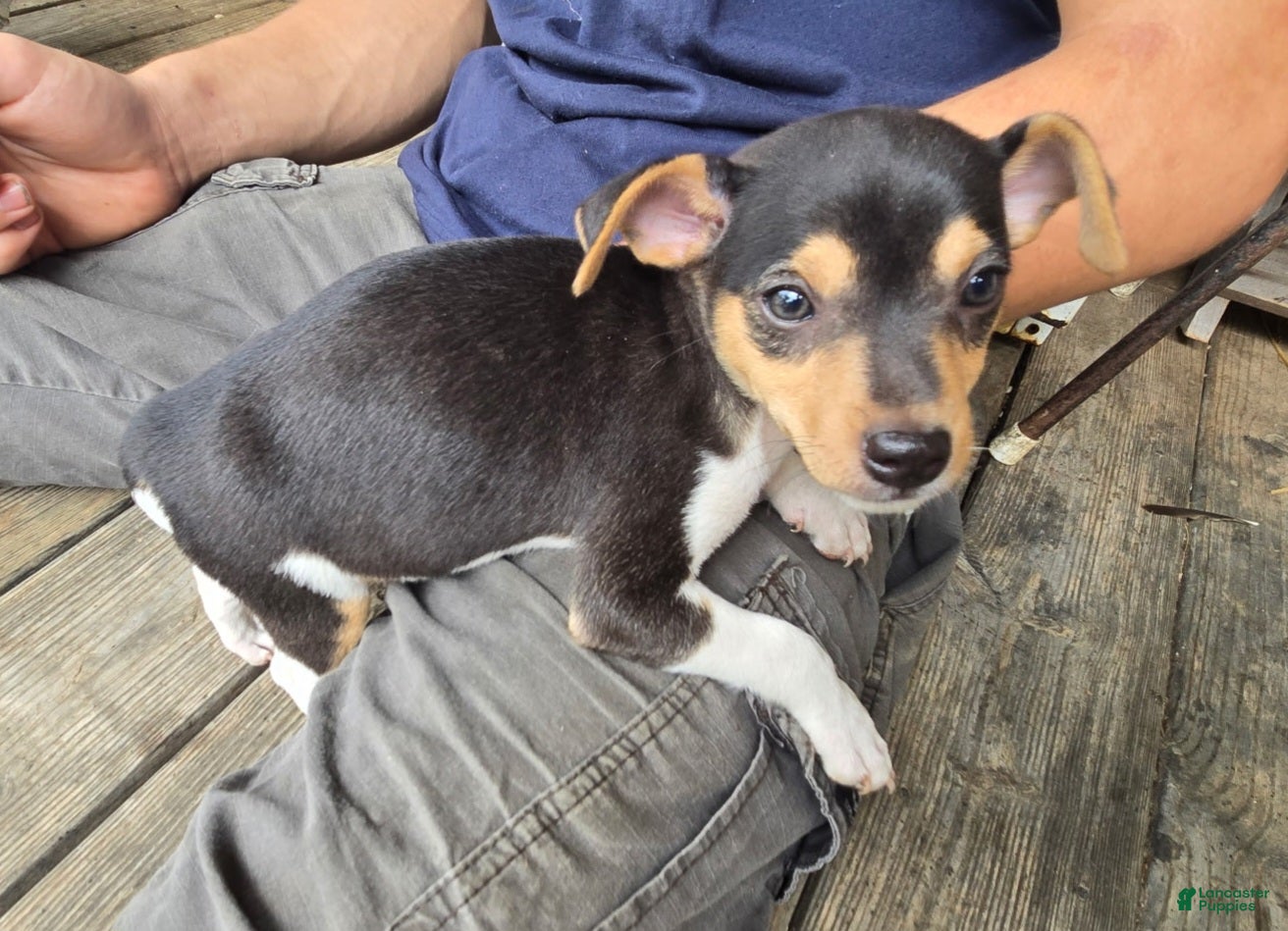 Rat Terrier dogs Rat Terrier 1 - Ad 7