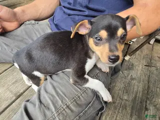Rat Terrier dogs Rat Terrier 1 - Ad 7