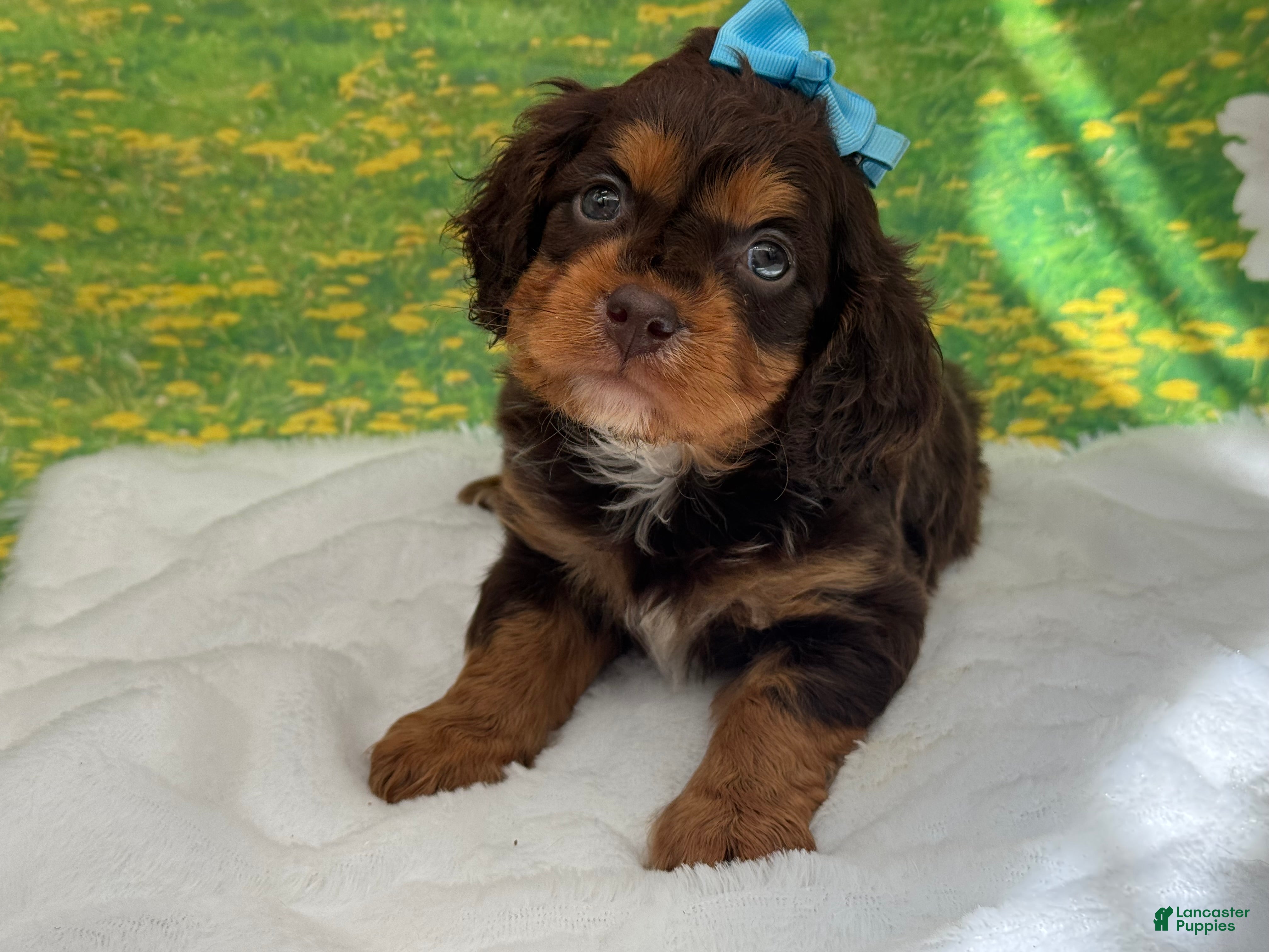 Cavapoo dogs Bruno - Ad 11