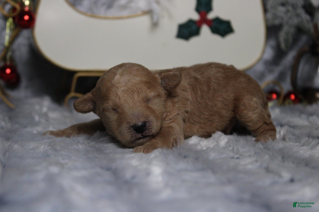 Toy Poodle dogs for sale: Garnet  - Ad 5
