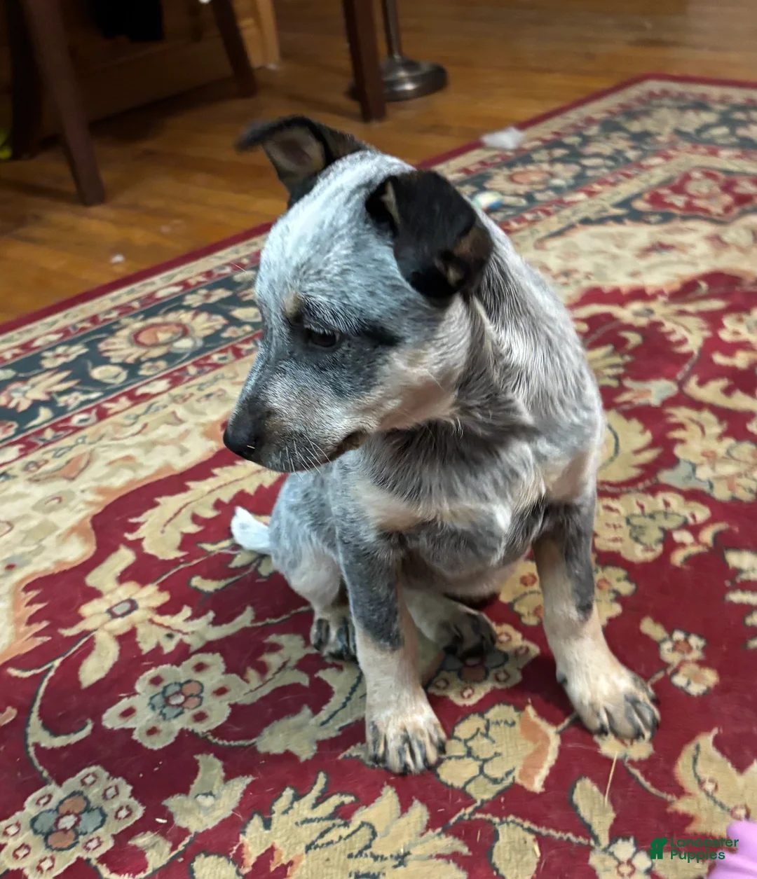 Australian Cattle Dog dogs for sale: Fancy - Ad 3