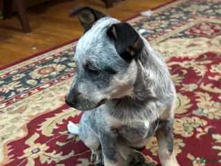 Australian Cattle Dog dogs Fancy - Ad 5