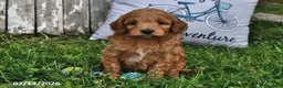 Goldendoodle dogs for sale: Willow - Ad 1