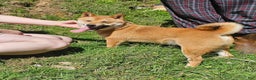 Shiba Inu dogs for sale: Shiba Inu Puppy 1 - Ad 3