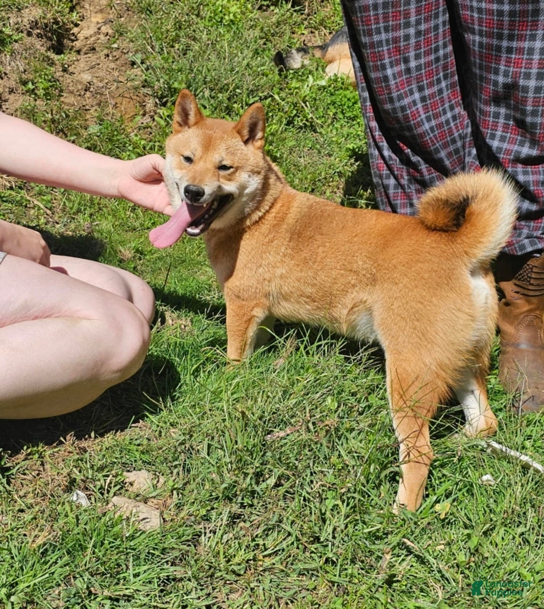 Shiba Inu dogs for sale: Shiba Inu Puppy 1 - Ad 3