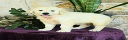 Golden Retriever dogs for sale: Daisy - Ad 2