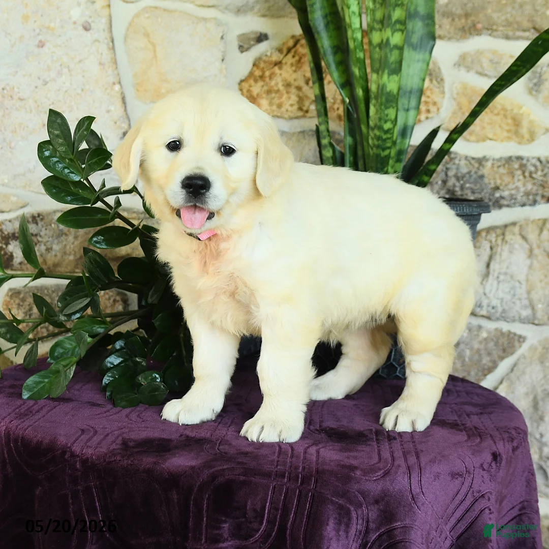 Golden Retriever dogs for sale: Daisy - Ad 2