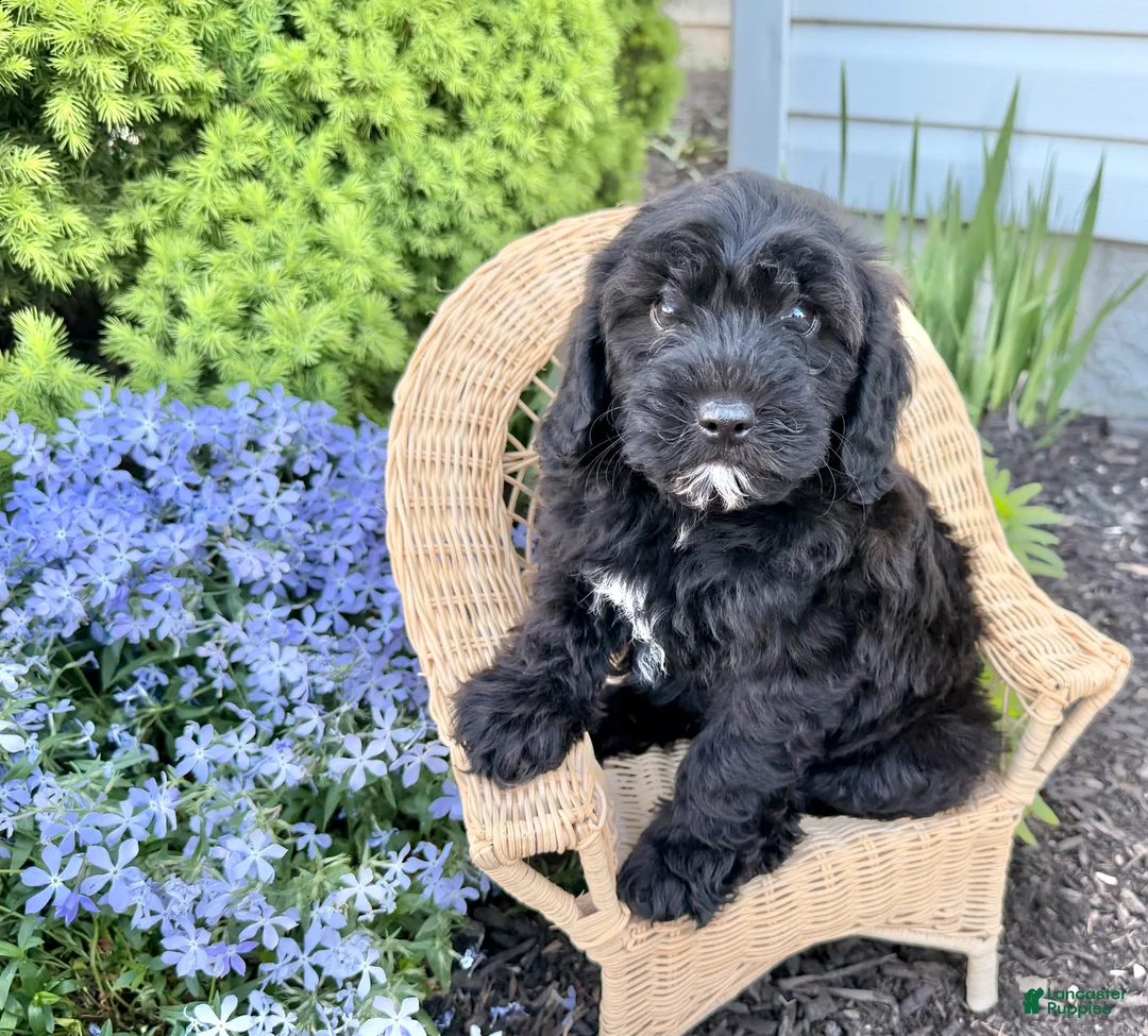 Shihpoo dogs for sale: Ray - Ad 2