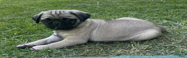 Pug Puppy 1