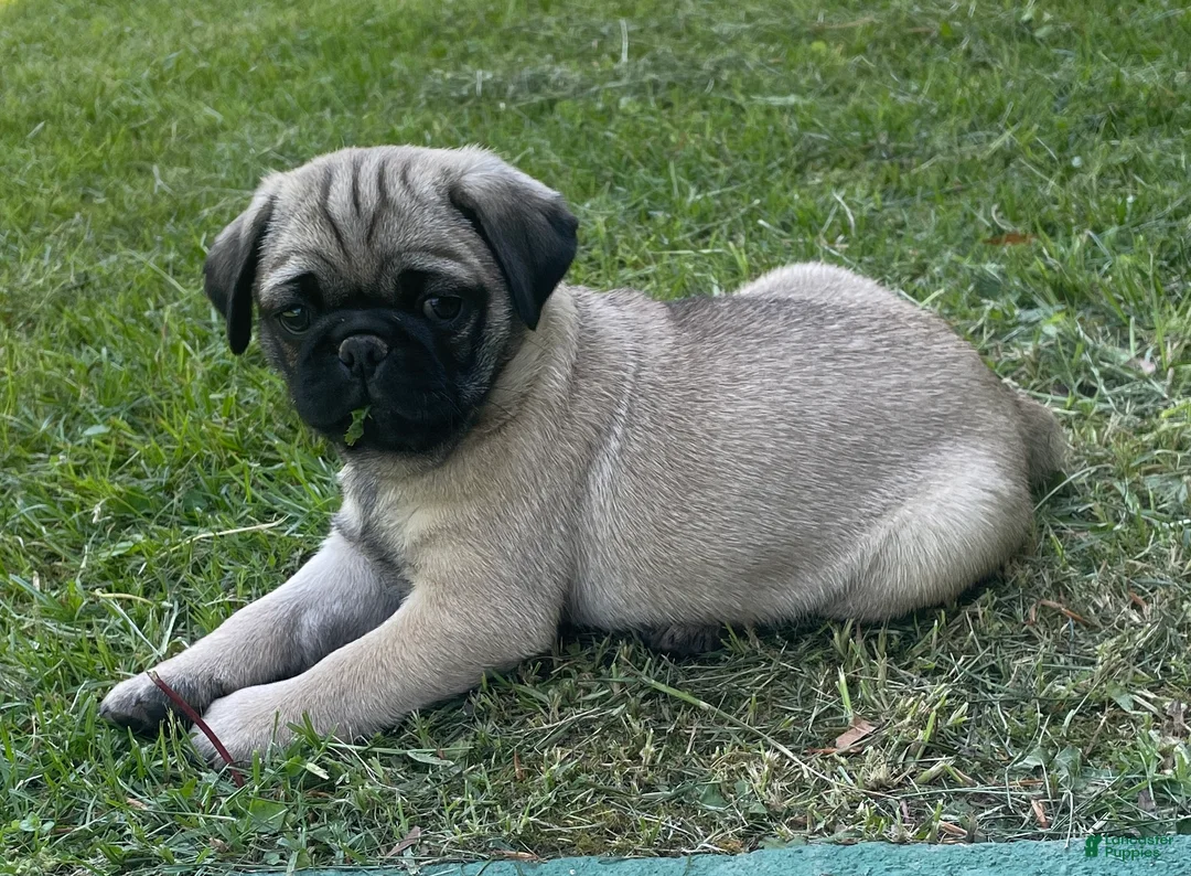 Pug dogs for sale: Pug Puppy 1 - Ad 1